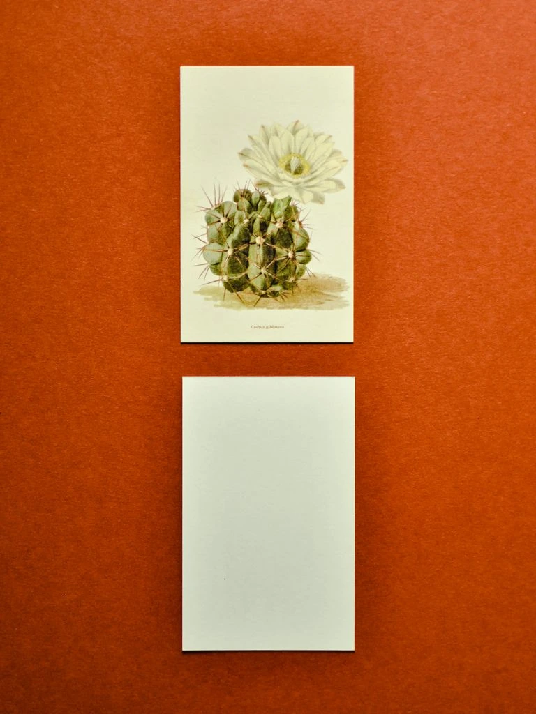 A new-home illustrated card with a warm terracotta palette